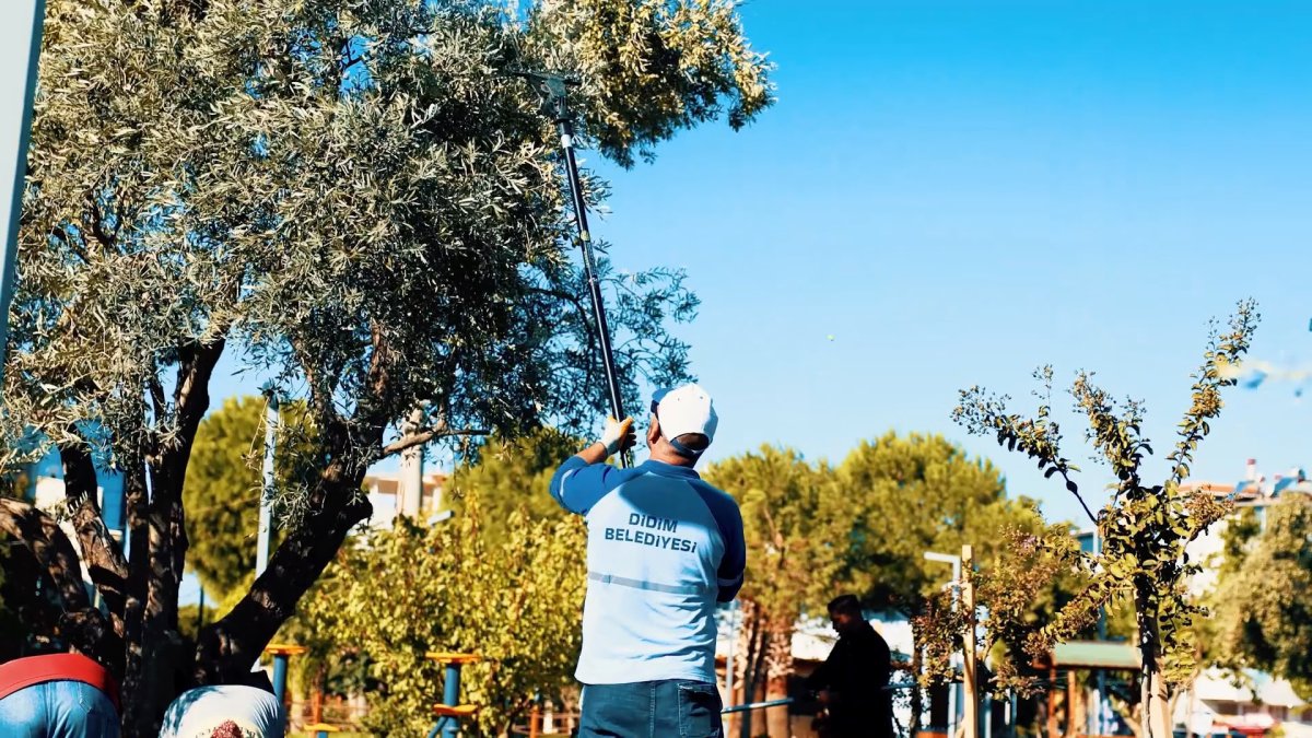 DİDİM BELEDİYESİ ZEYTİN HASADINA BAŞLADI..